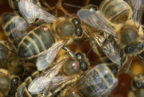 Insecticide increases effect of varroa mite