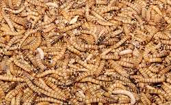 Insect larvae as an additional source of protein for Europe’s animal feed
