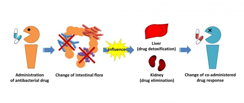 Intestinal flora effects drug response