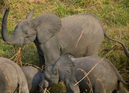 In the past three years alone in the Democratic Republic of Congo more than 100,000 African elephants have been killed for their