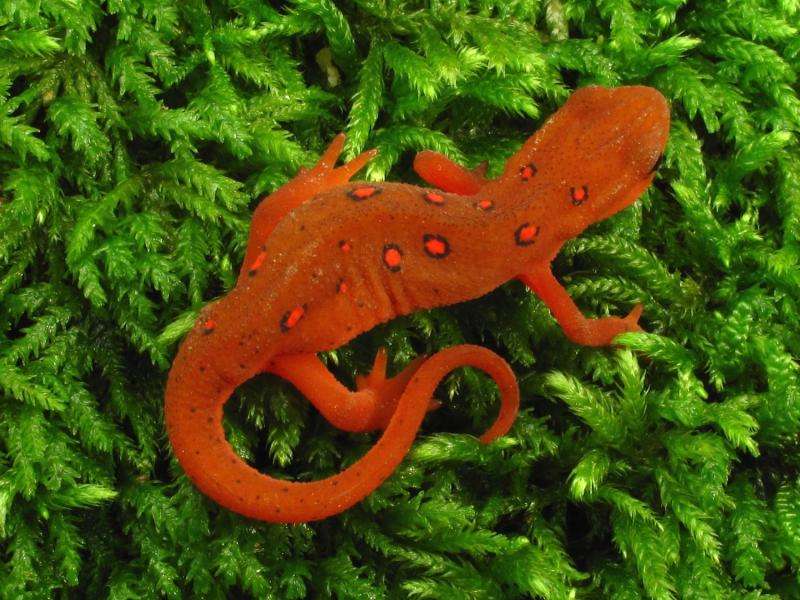 Invasive amphibian fungus could threaten US salamander populations