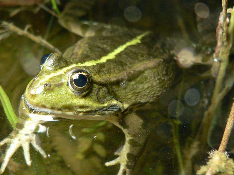 Invasive water frogs too dominant for native species