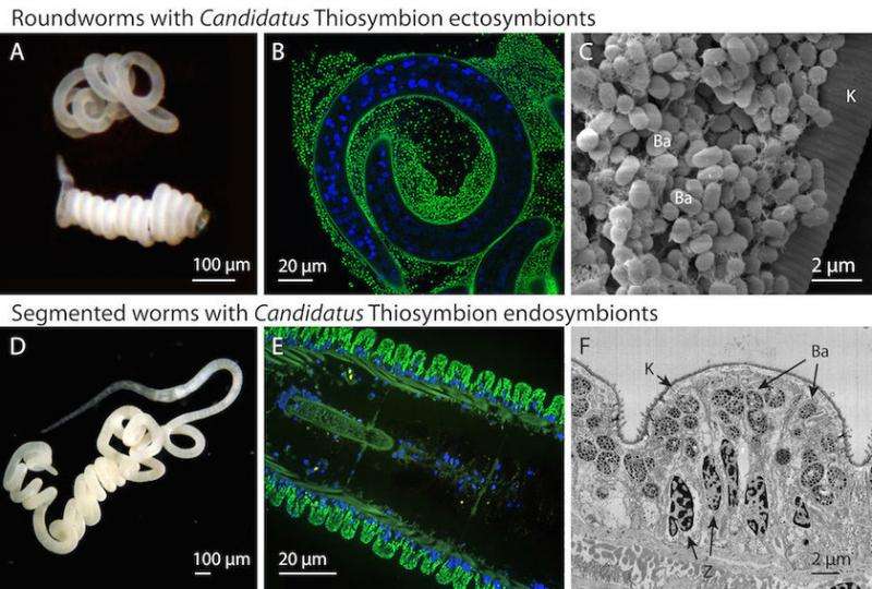 In worm-bacteria symbioses some microbes remain faithful to their hosts, others to their location