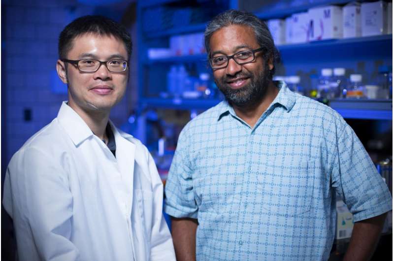 Iowa State researchers describe copper-induced misfolding of prion proteins