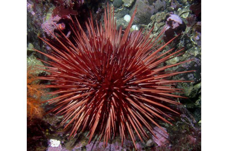 Is aging inevitable? Not necessarily for sea urchins
