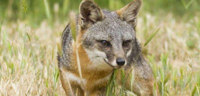 Island foxes may need genetic rescue