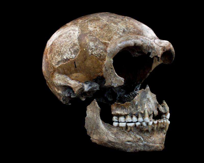 Isotope studies shed a new light on the eating habits of Neanderthals