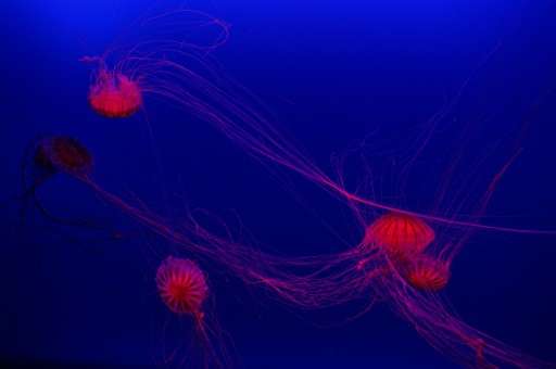 Israeli researchers found that 94 percent of jellyfish swarms arrived after the middle of the year when the seas are warmer and 