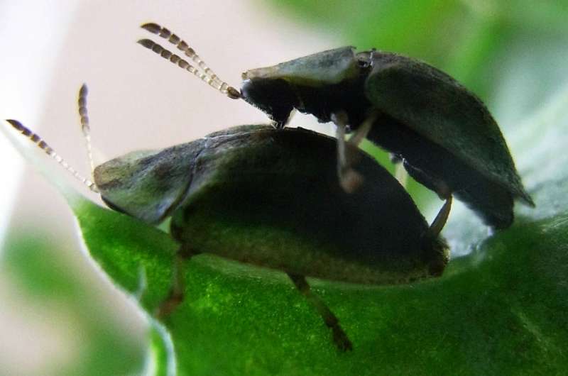It depends on the level of stiffness: Kiel researchers investigate beetle penises