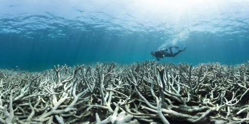 It is the third time in 18 years that the Great Barrier Reef, which teems with marine life, has experienced mass bleaching after