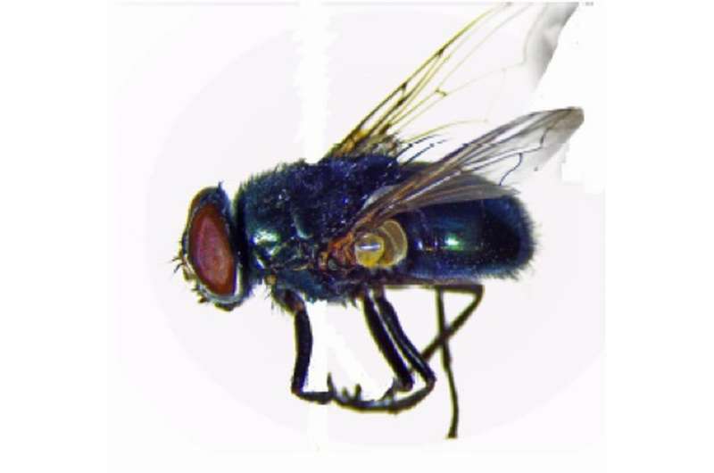 IUPUI maps genome of black blow fly; may benefit human health, advance pest management
