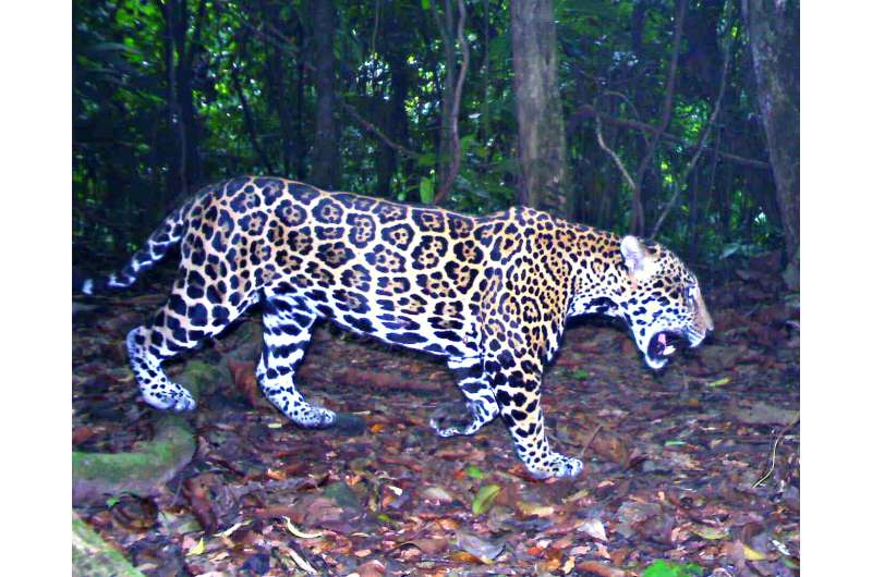 Jaguar scat study suggests restricted movement in areas of conservation importance in Mesoamerica