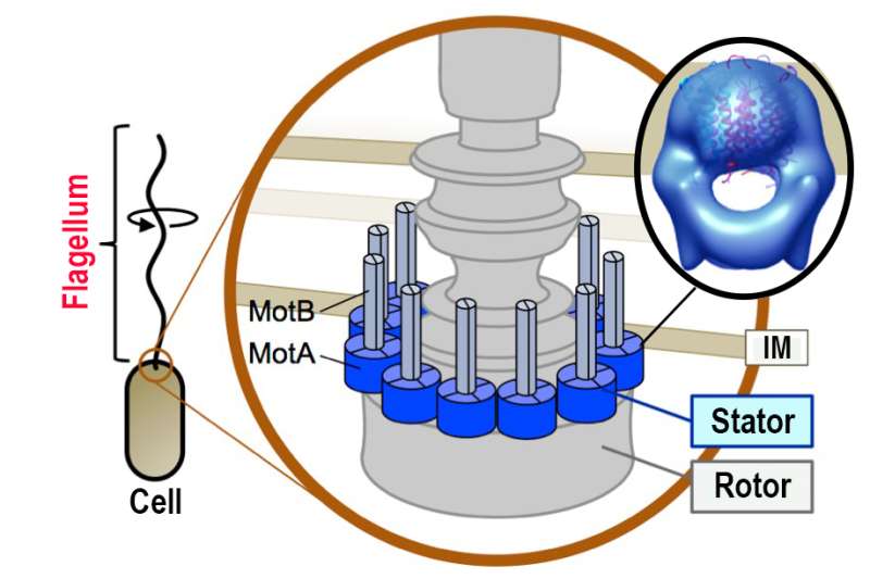 Japanese research team elucidates structure of bacterial flagellar motor protein