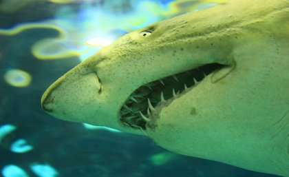 Jaws open long–term shark population information