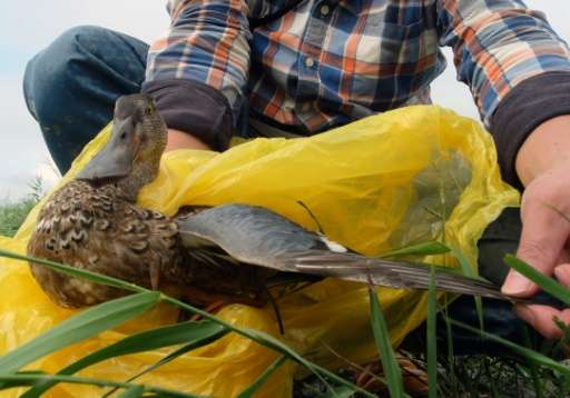 Jeff Yeh, director of the Guandu Nature Park, checks on an injured green-winged teal while patrolling a park in Taipei