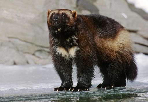 Judge: Climate change imperils wolverines and feds must act (Update)