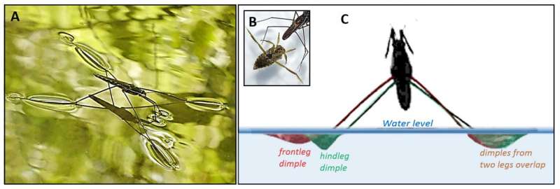 Jumping water striders know how to avoid breaking of the water surface