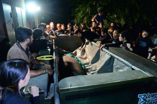 Junior the manatee is loaded into a crate at the River Safari theme park in Singapore