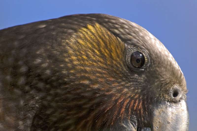 Juvenile kaka found to be better problems solvers than their elders