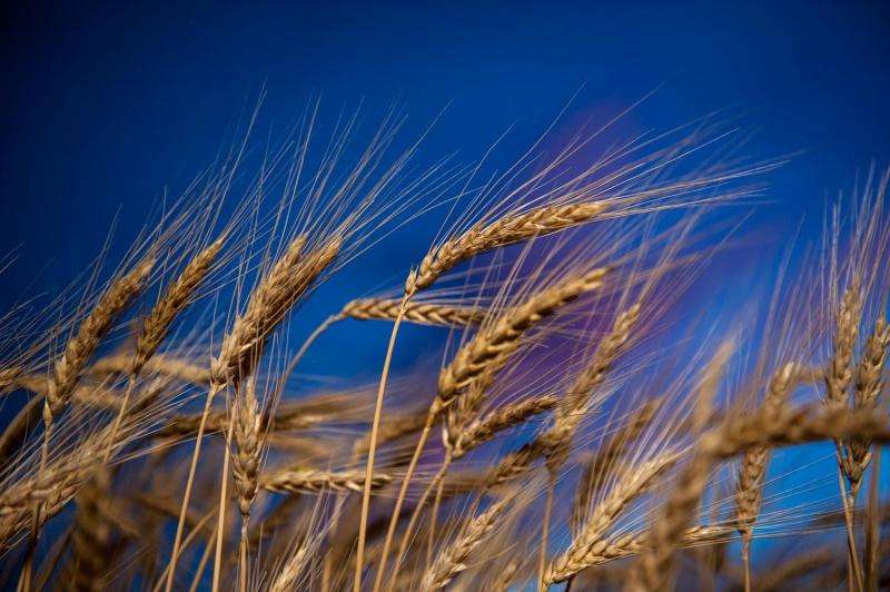 Kansas State University researchers staying ahead of wheat blast disease