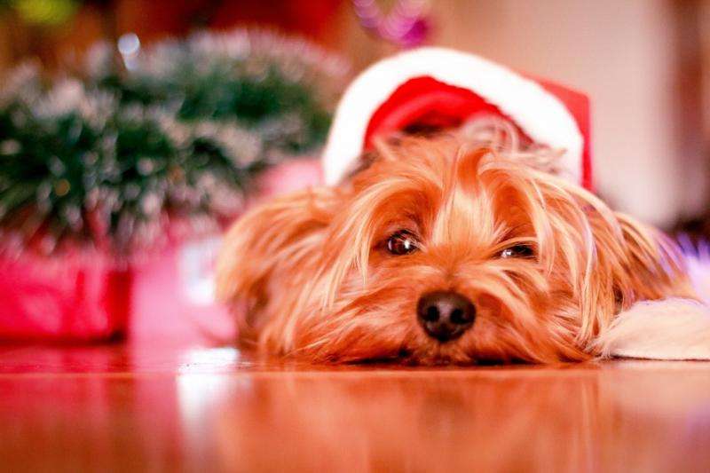 Keeping pets safe in the festive season