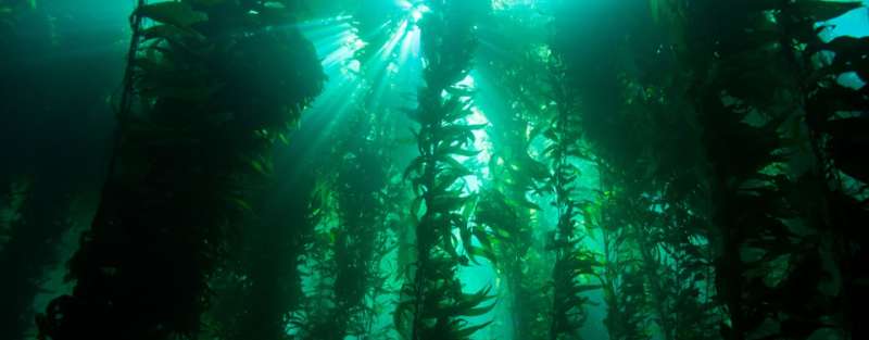 Kelp forests globally resilient, but may need local solutions to environmental threats