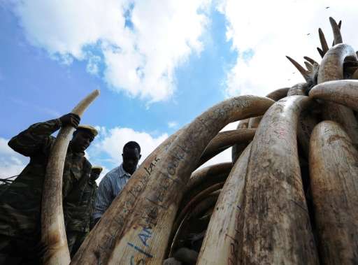 Kenya Wildlife Services (KWS) personnel and soldiers stack elephant tusks onto pyres in preparation for a historic destruction o