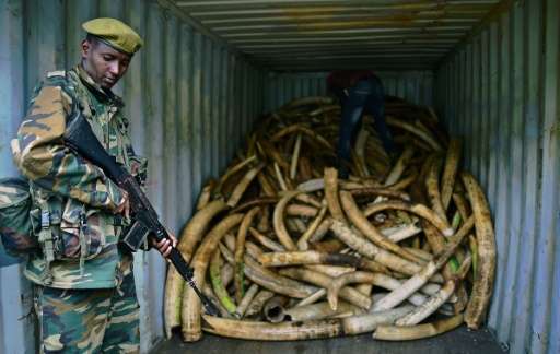 Kenya will burn 106 tonnes of confiscated elephant tusks during an anti-poaching event in Nairobi on April 30
