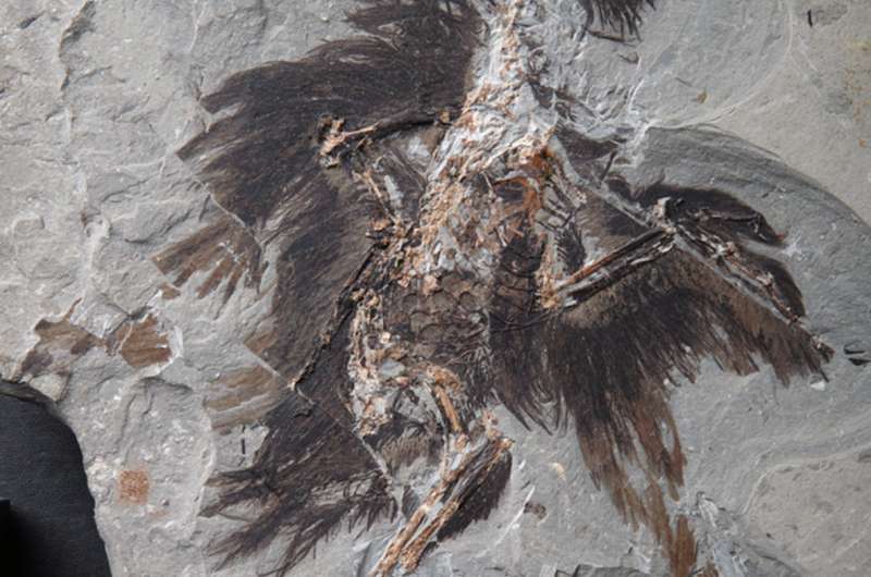 Keratin and melanosomes preserved in 130-million-year-old bird fossil
