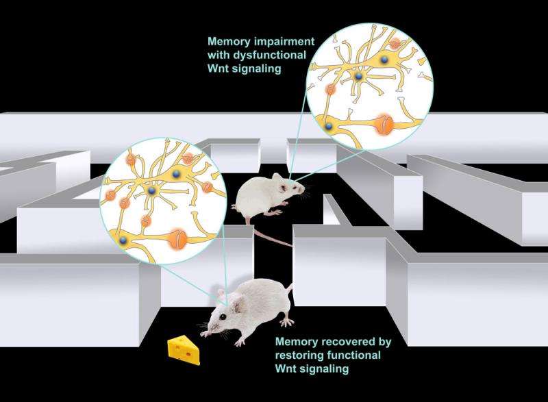Key mechanism behind brain connectivity and memory revealed