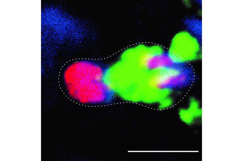 Key molecular signal that shapes regeneration in planarian stem cells discovered