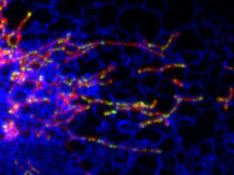 Key to regulating cell’s powerhouse discovered