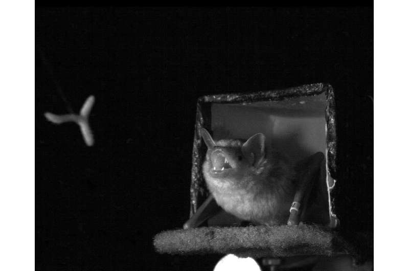 Kill them with cuteness: The adorable thing bats do to catch prey