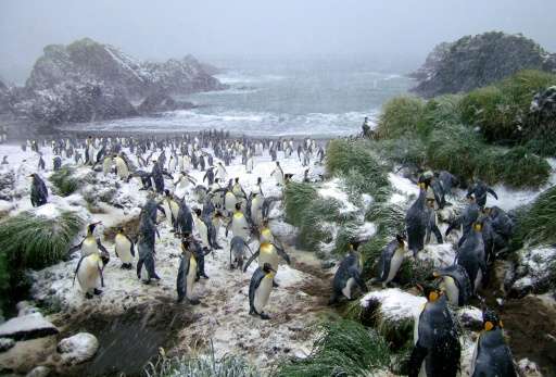 King penguins weather a blizzard on the Australian sub-Antarctic Macquarie Island, where a research base has won a reprieve from