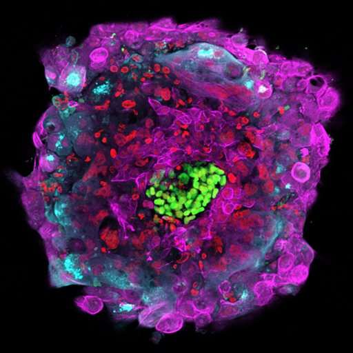 Laboratory advance provides view of early embryo development