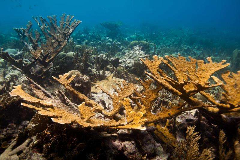 Laboratory-bred corals reproduce in the wild