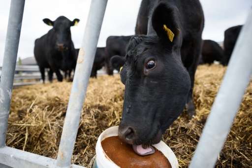 Lab studies revealed that dung pats from animals given a common antibiotic gave off more than double the methane, a potent green