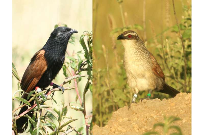 Lack of opportunities promotes brood care