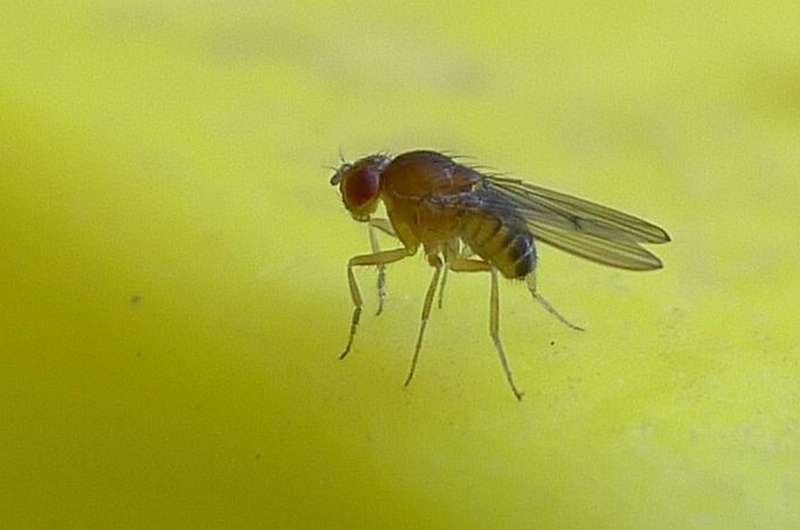 Ladykiller: Artificial sweetener proves deadly for female flies