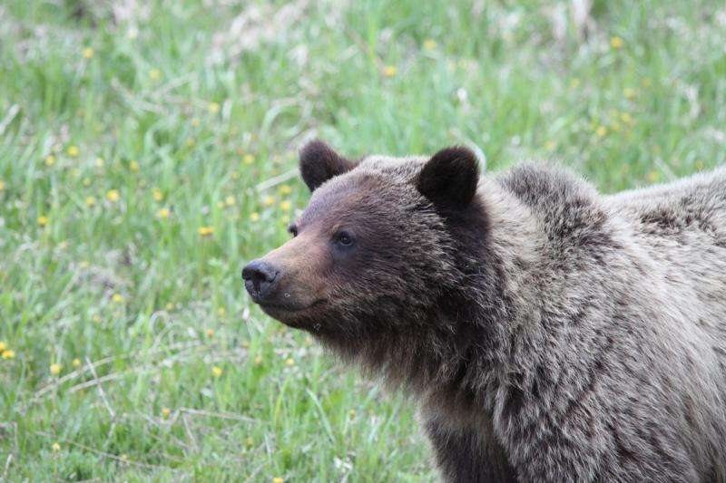 Land reclamation benefits Alberta grizzly bears
