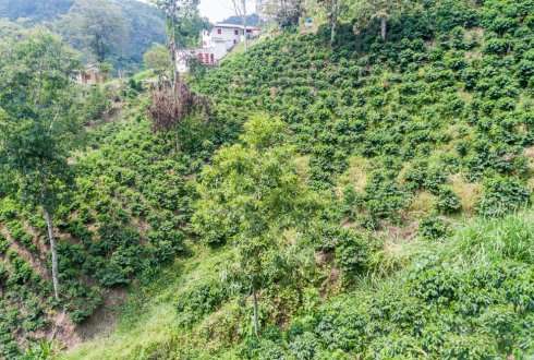 Largest global coffee initiative to cope with climate variability