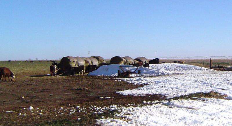 Latent effects of blizzard a concern for cow-calf producers
