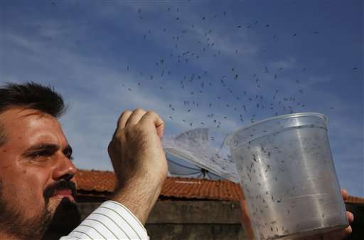 Latin America scrambles to squash Zika-spreading mosquito