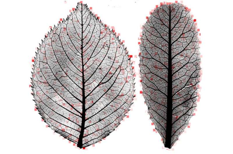 Leaf mysteries revealed through the computer's eye