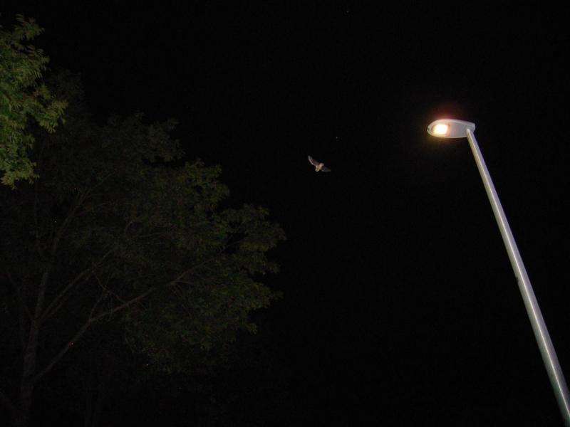 LED-lighting influences the activity of bats