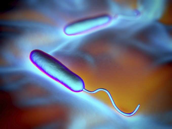 Lele flagella motor research develops novel insights in cellular mechanics