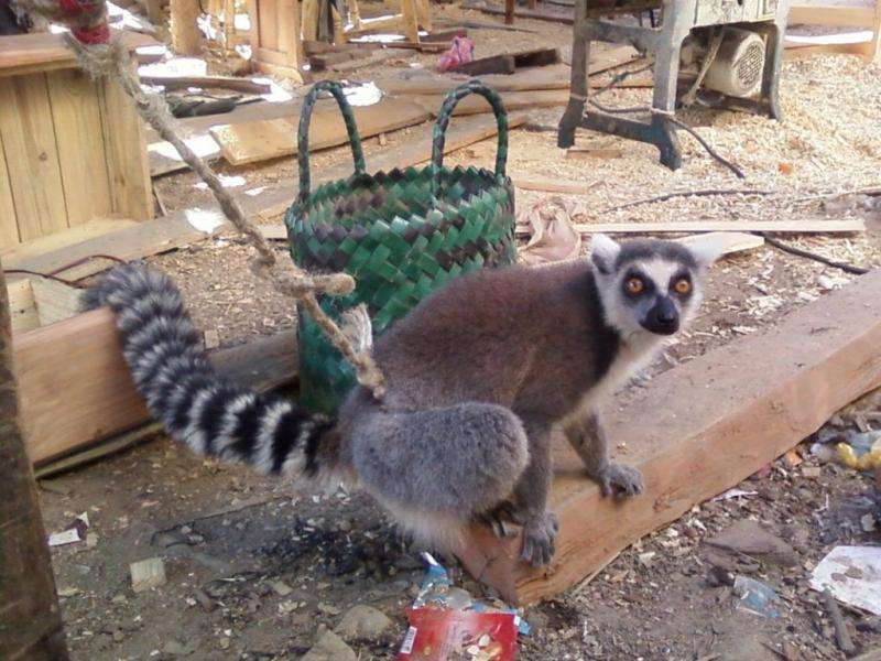 Lemur poop could pinpoint poaching hotspots