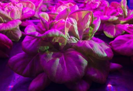Lettuce is grown within an automated internal agricultural system with violet LED lighting at Urban Crops in Waregem