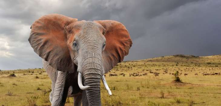 Lifting ivory ban won't solve elephant poaching problem