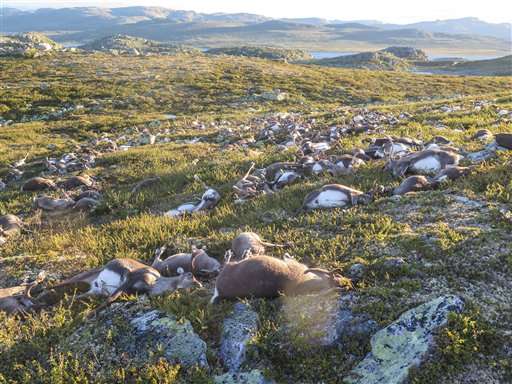 Lightning strike kills more than 300 reindeer in Norway
